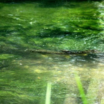 Brown Trout, River Itchen, Aardvark McLeod, Chalkstream fishing