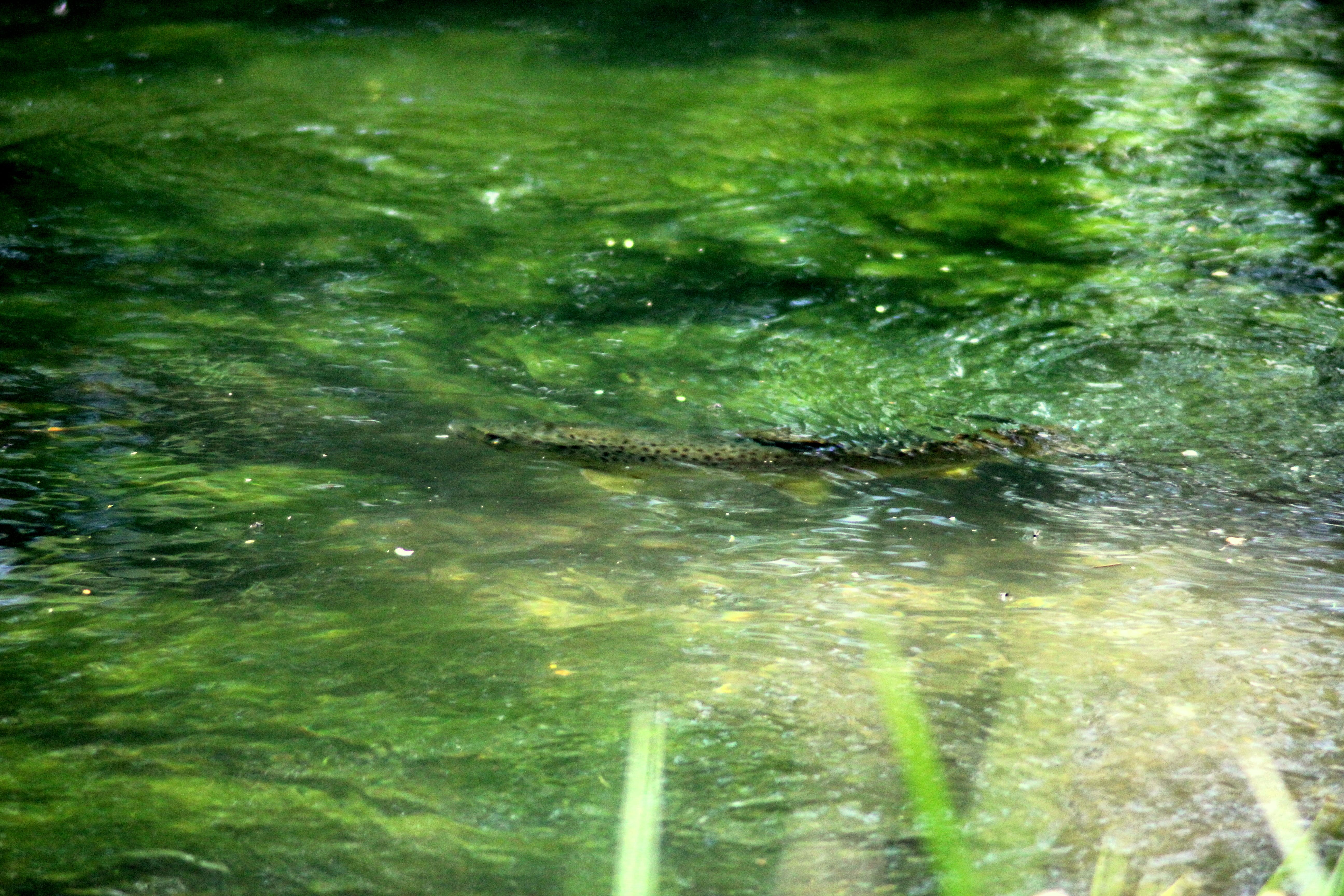 Brown Trout, River Itchen, Aardvark McLeod, Chalkstream fishing