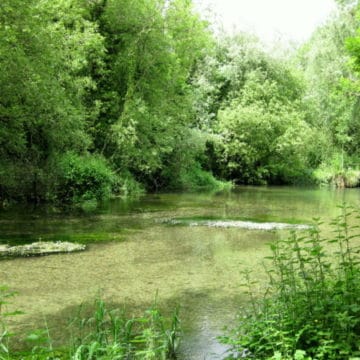 River Lambourn, brown trout, trout fishing, grayling, River Kennet, Chalkstream fishing, Aardvark McLeod