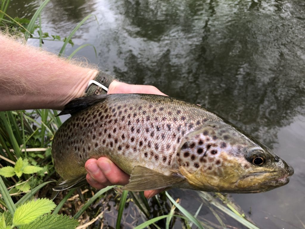 River Kennet Chalkstream fly fishing, Dry Fly Fishing, Alex Jardine, Aardvark McLeod Dry Fly Fishing