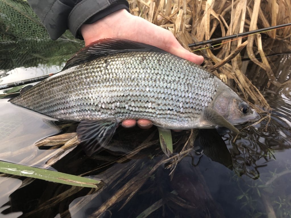 Grayling chalkstream fly fishing, River Anton chalkstream fly fishing, Aardvark McLeod chalkstream fly fishing