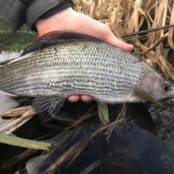 Grayling chalkstream fly fishing, River Anton chalkstream fly fishing, Aardvark McLeod chalkstream fly fishing