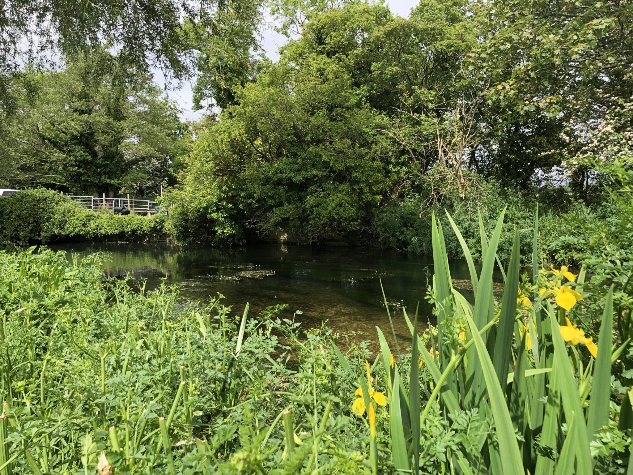 River Frome Chalkstream fly fishing, Dry Fly Fishing, Alex Jardine, Aardvark McLeod Dry Fly Fishing