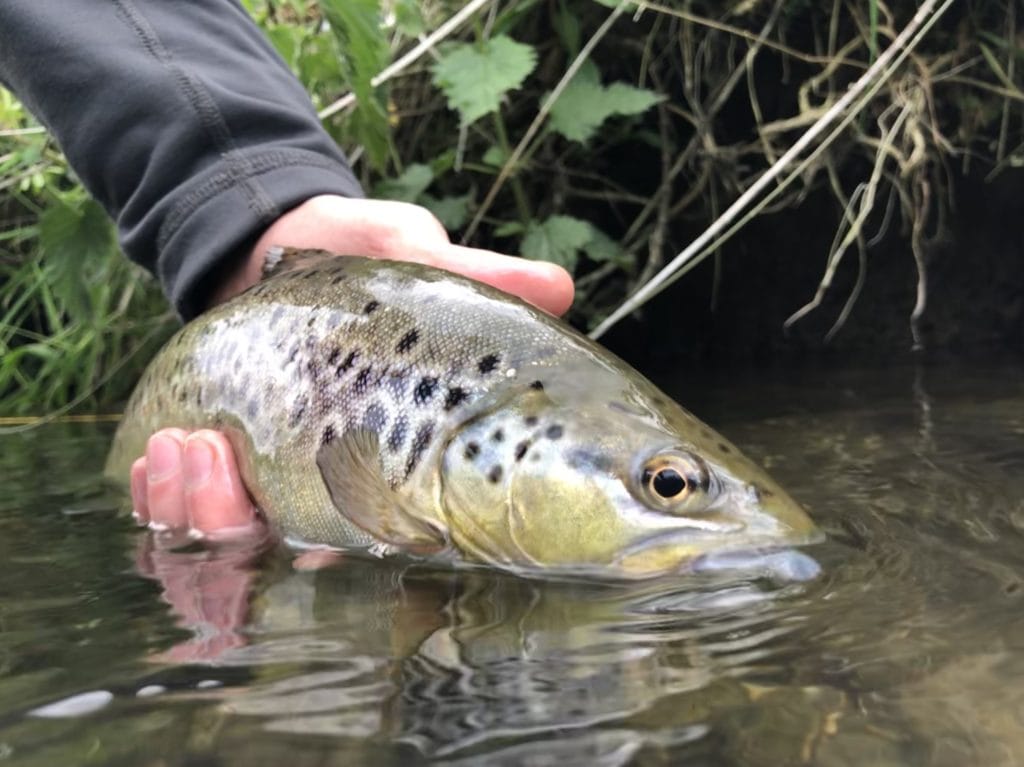 River Frome Chalkstream fly fishing, Dry Fly Fishing, Alex Jardine, Aardvark McLeod Dry Fly Fishing