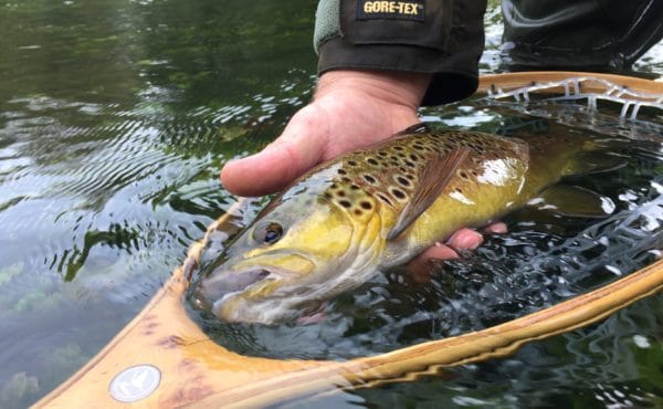 River Itchen Chalkstream fly fishing, Dry Fly Fishing, Alex Jardine, Aardvark McLeod Dry Fly Fishing