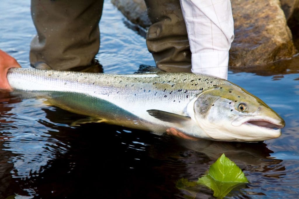 ponoi, ryabaga camp, russia salmon, kola peninsula salmon, salmon flies russia, fishing russia, aardvark mcleod