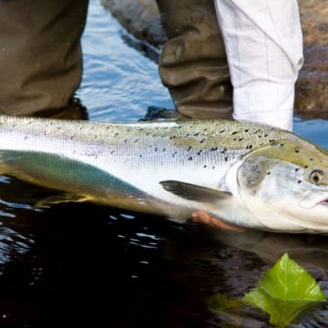 ponoi, ryabaga camp, russia salmon, kola peninsula salmon, salmon flies russia, fishing russia, aardvark mcleod