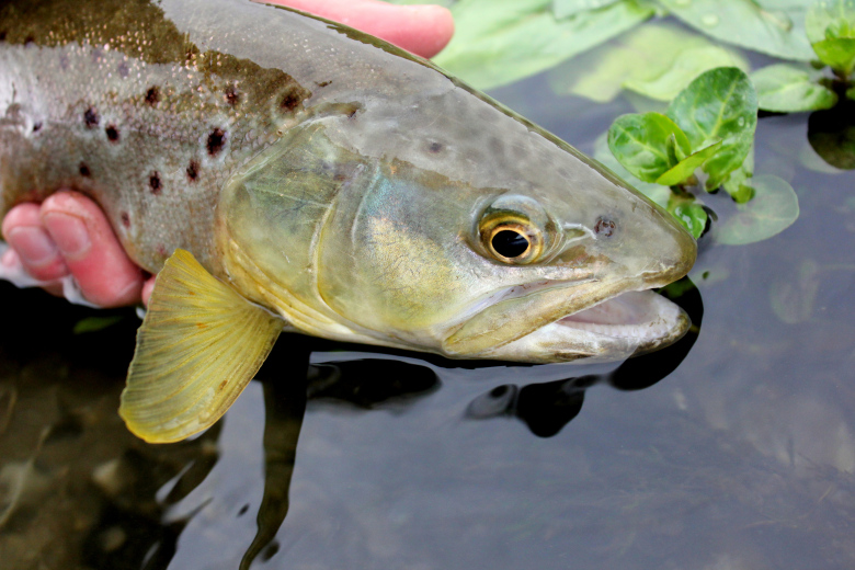 Avon Brown Trout, Chalkstream Fly fishing