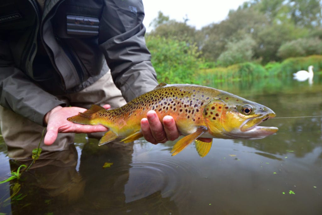 River Avon chalkstream fly fishing, Aardvark McLeod chalkstream fly fishing