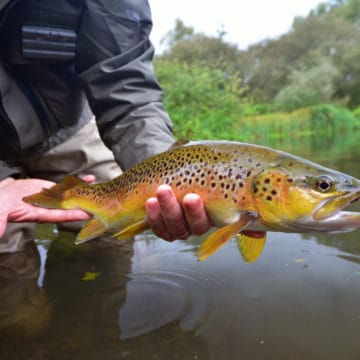 River Avon chalkstream fly fishing, Aardvark McLeod chalkstream fly fishing