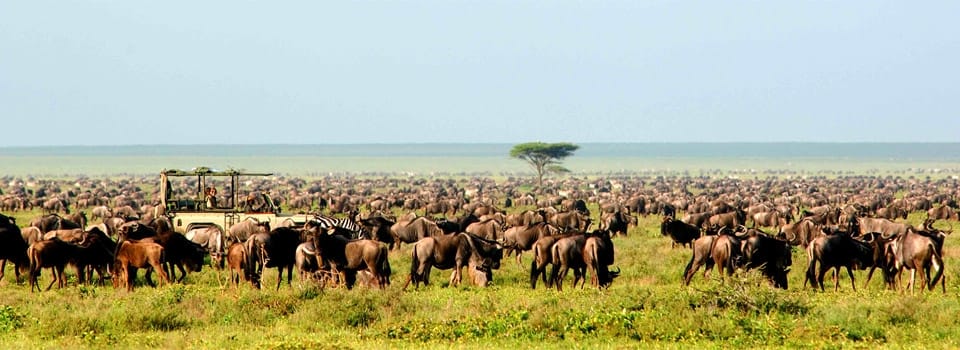 Aardvark McLeod Kenya migration