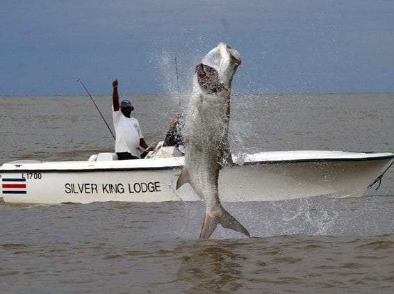 Silver King Lodge, Tarpon, Costa Rica, Aardvark McLeod