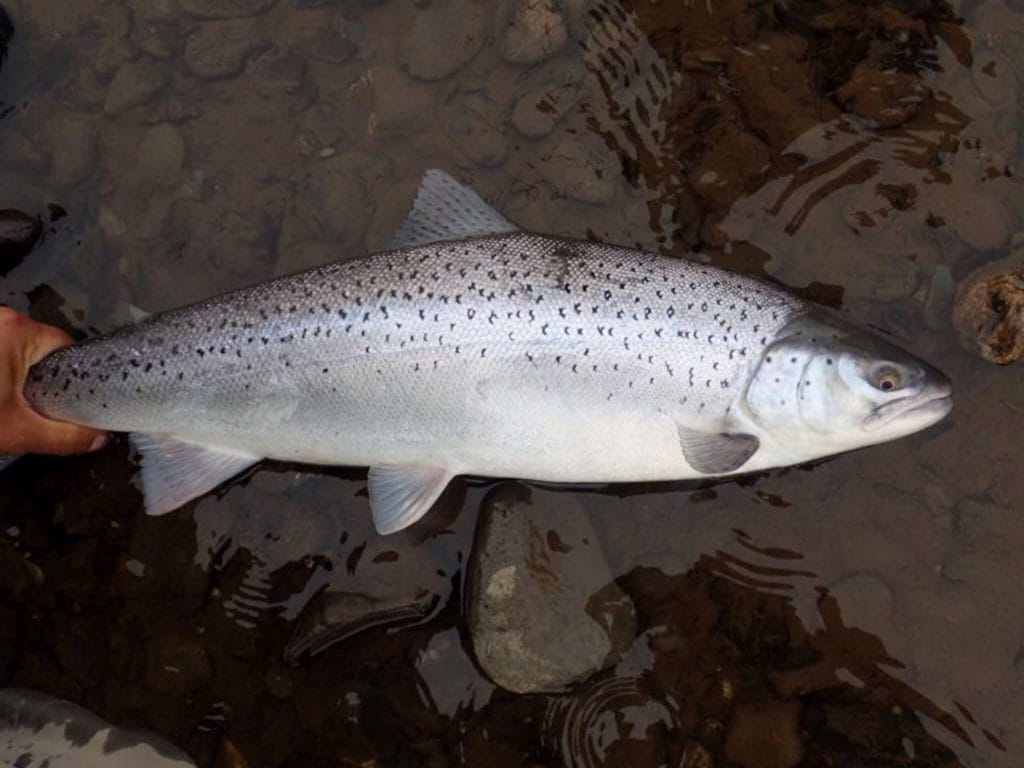 rio irigoyen, irigoyen river, world end lodge, WEL, far end rivers, fishing tierra del fuego, fishing argentina, sea trout argentina, aardvark mcleod