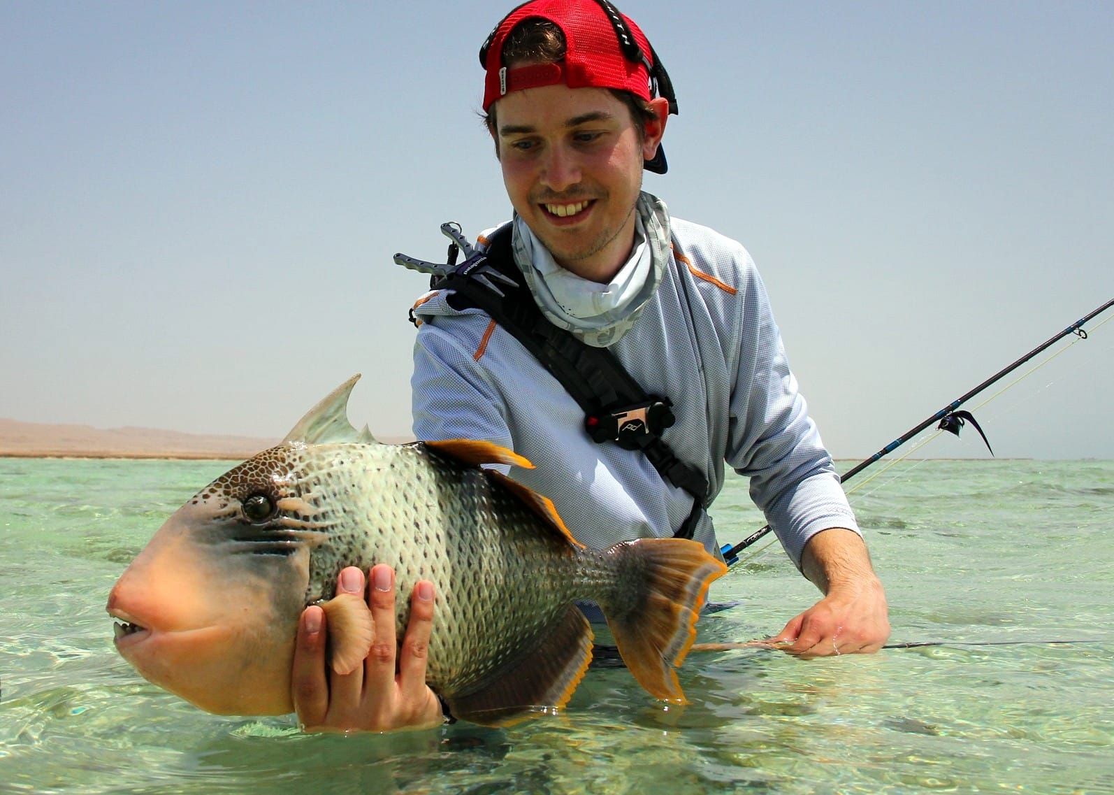 Yellow margin triggerfish, Nubian Flats, Sudan, Aardvark McLeod