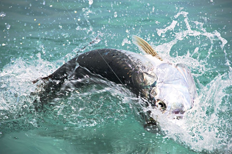 El Pescador Lodge, Belize, Aardvark McLeod