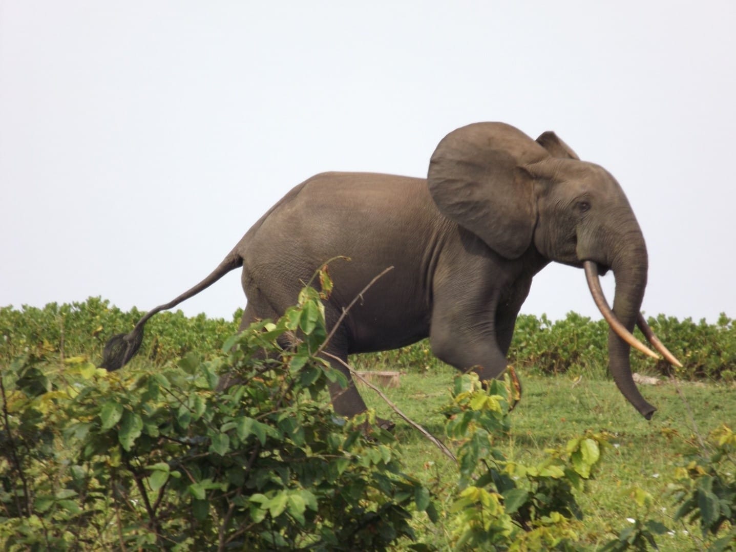 Sette Cama, Gabon, Fishing, Elephant