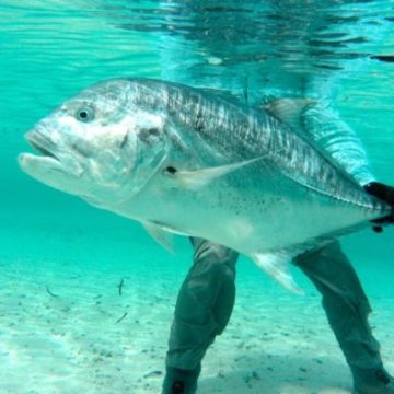 Farquhar Atoll, Seychelles, fishing Seychelles, Aardvark McLeod, Indian Ocean fishing, GT, giant trevally, bonefish, bumphead parrotfish
