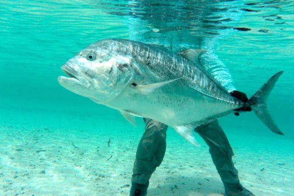 Farquhar Atoll, Seychelles Fishing. Aardvark McLeod