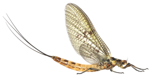 Mayfly