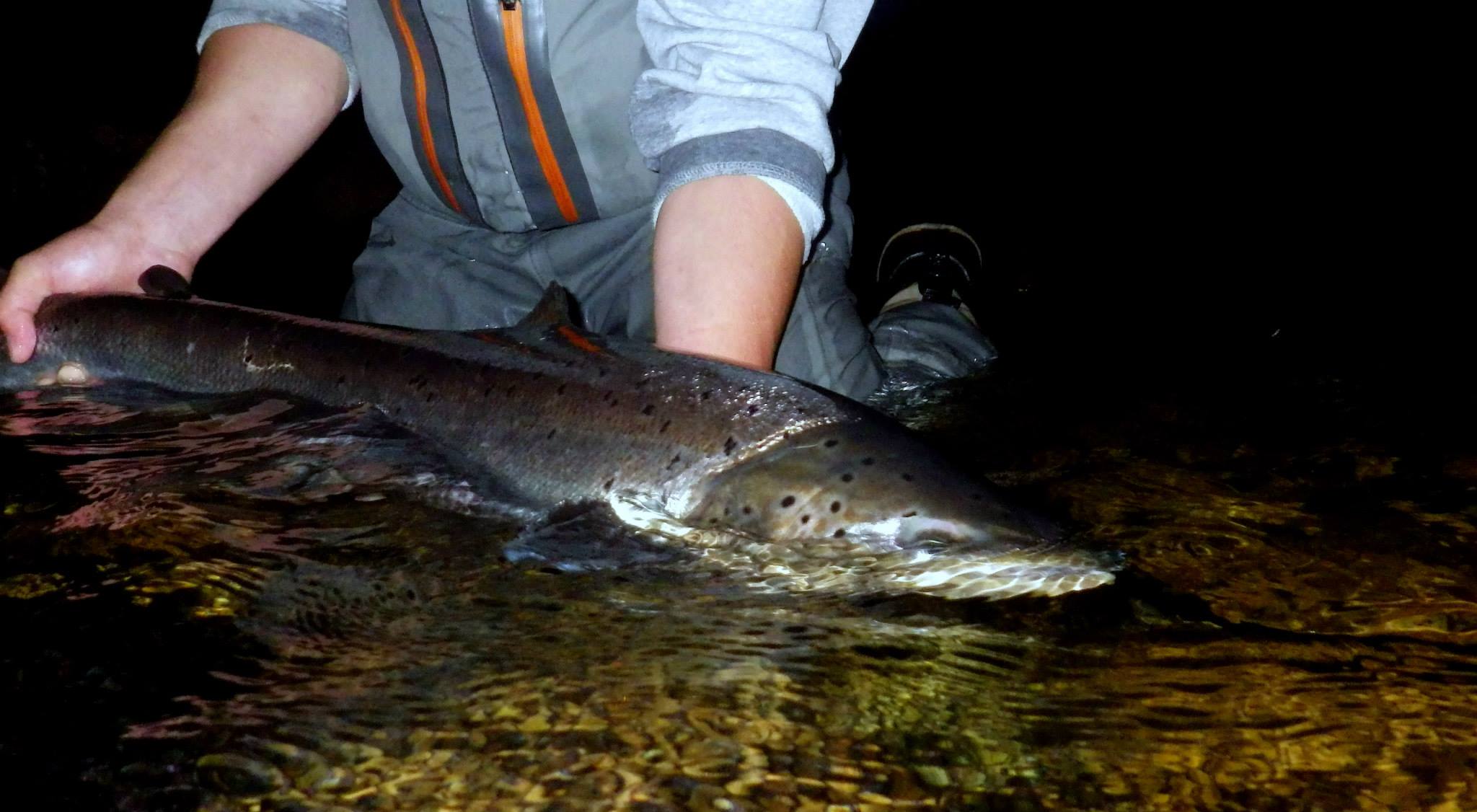 Atlantic Salmon, Gaula River, Norway, Fish