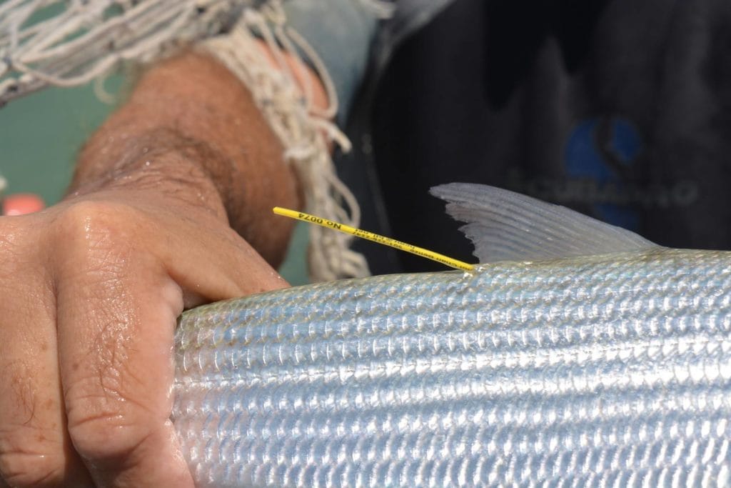 El Pescador Lodge, Belize, Bonefish