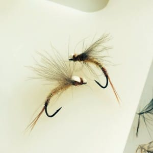 Alex Jardine Emerging mayfly