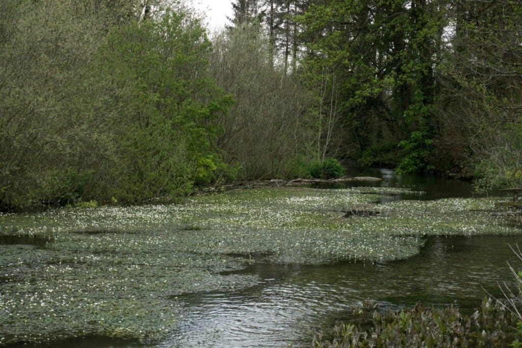 Chalkstream Ranunculas in Flower