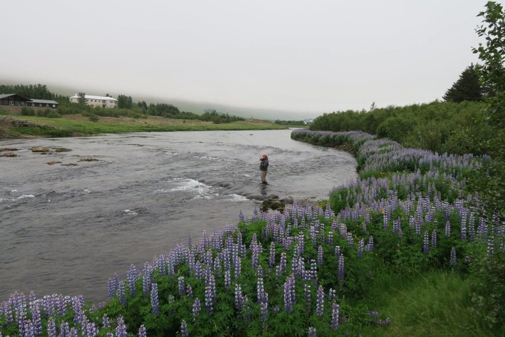 Iceland Salmon Fishing