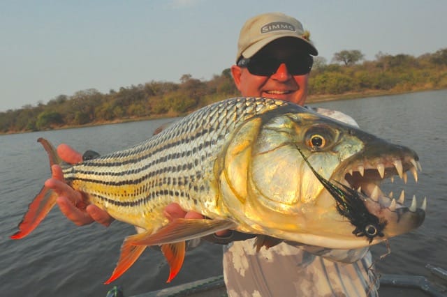 Tigerfish; two countries, one continent, one species - Aardvark Mcleod