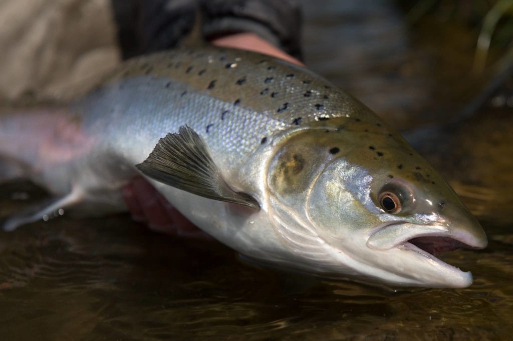 Iceland Salmon Fishing, Langa, Aardvark McLeod