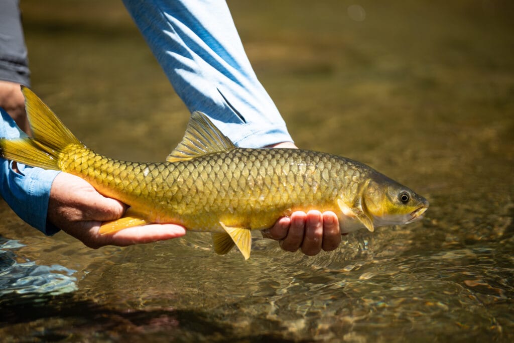 Makhangoa Community Camp, Lesotho, fly fishing Lesotho, trout fishing Lesotho, fly fishing South Africa, Aardvark McLeod