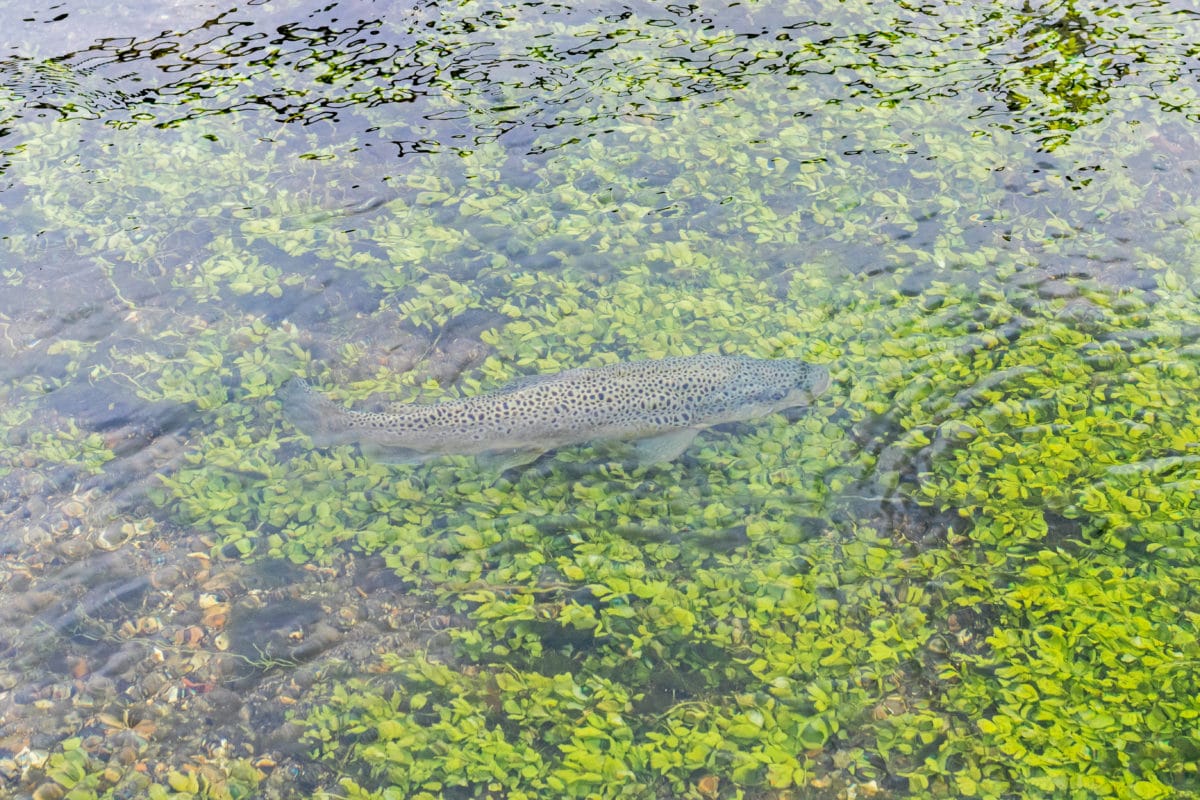 River Test, Brown Trout, Chalkstream Fishing, Aardvark McLeod, chalkstreams