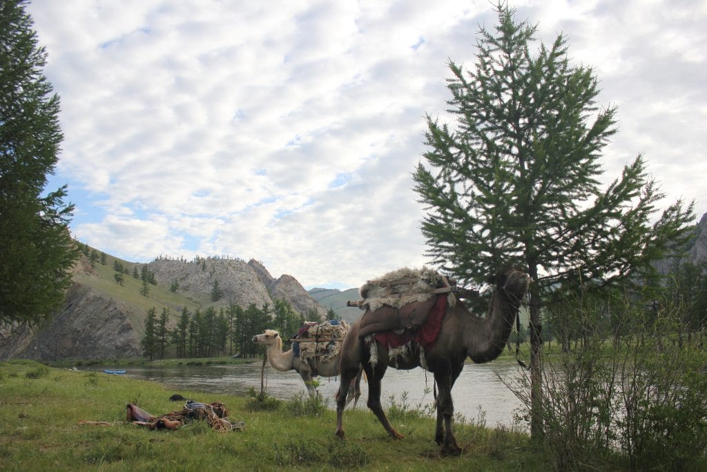 Taimen Fishing, Mongolia, Aardvark McLeod