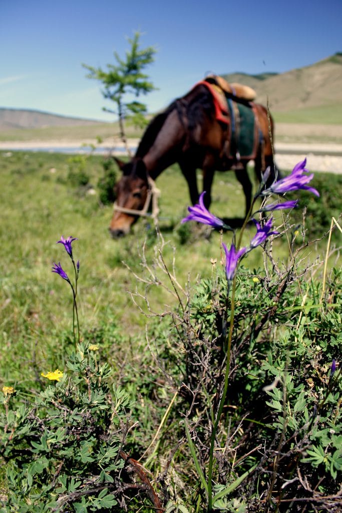 Taimen Fishing, Mongolia, Aardvark McLeod