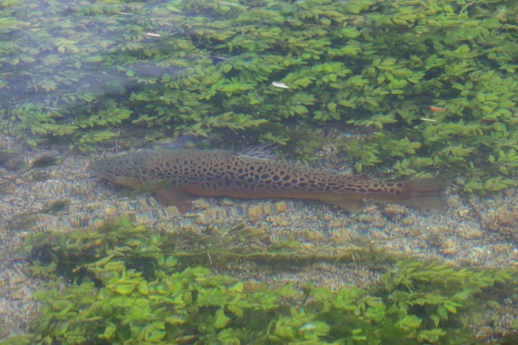 River Test, Brown Trout, Chalkstream Fishing, Aardvark McLeod