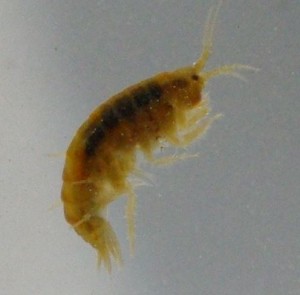 Gammarus Pulex, Freshwater Shrip