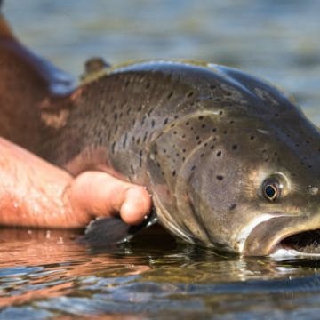 Taimen Fly Fishing Mongolia, Sweetwater Camp, Fly Fishing Mongolia, Aardvark McLeod