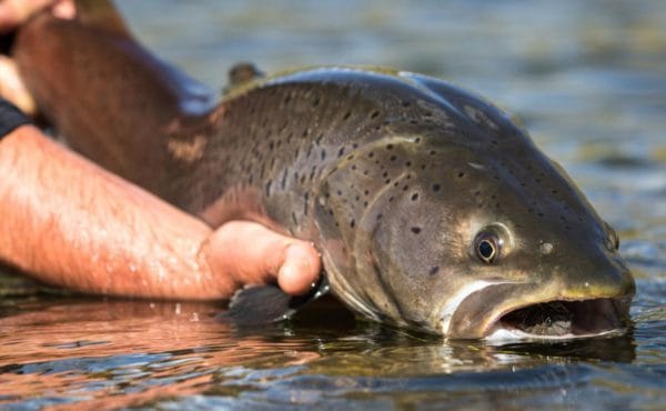 Taimen Fly Fishing Mongolia, Sweetwater Camp, Fly Fishing Mongolia, Aardvark McLeod