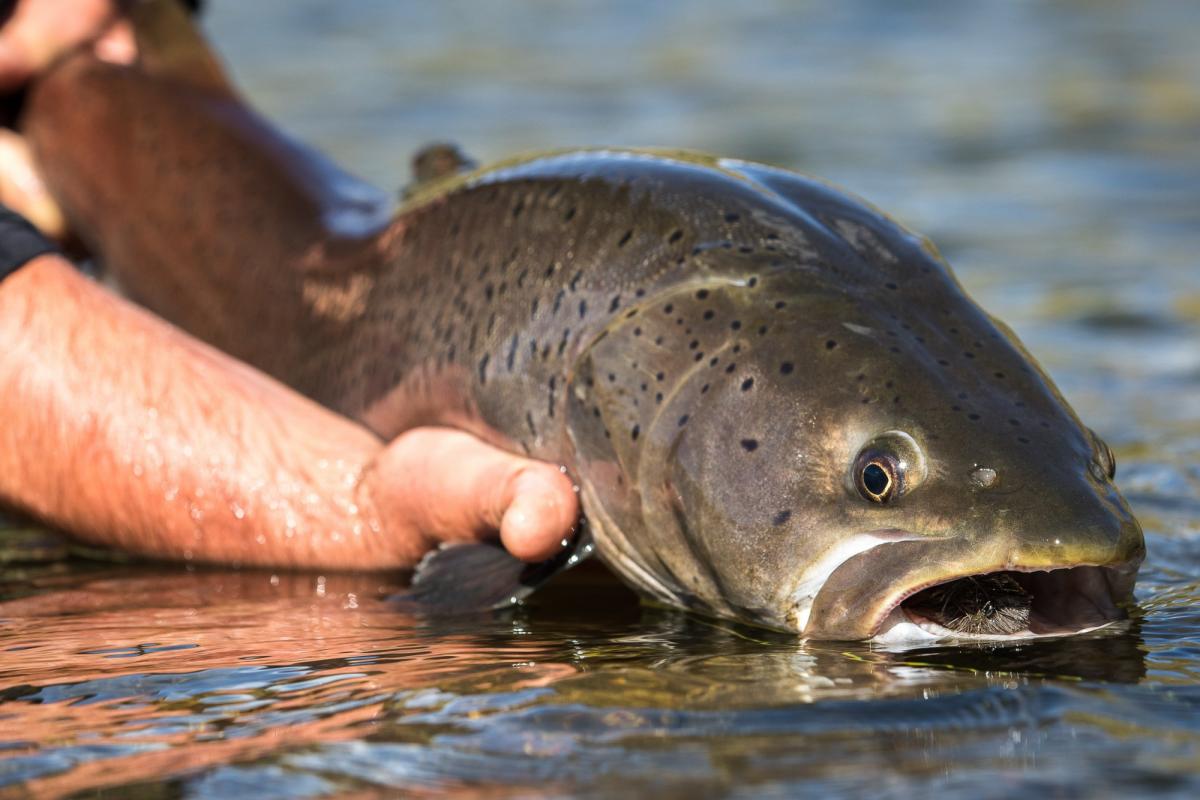 Taimen Fly Fishing Mongolia, Sweetwater Camp, Fly Fishing Mongolia, Aardvark McLeod