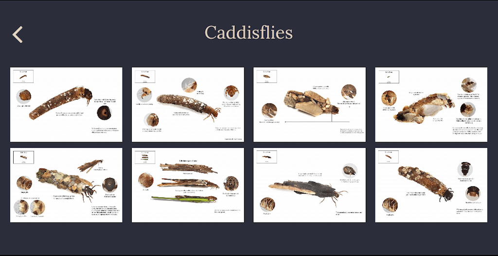 River Invertebrate Larvae, Caddisflies, dry fly, chalkstream fishing, chalkstreams