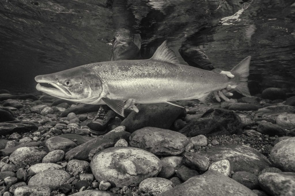 Gaula River, Winsnes Lodge, Norway, Atlantic salmon