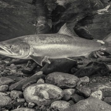 Gaula River, Winsnes Lodge, Norway, Atlantic salmon