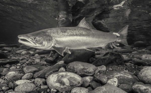 Gaula River, Winsnes Lodge, Norway, Atlantic salmon