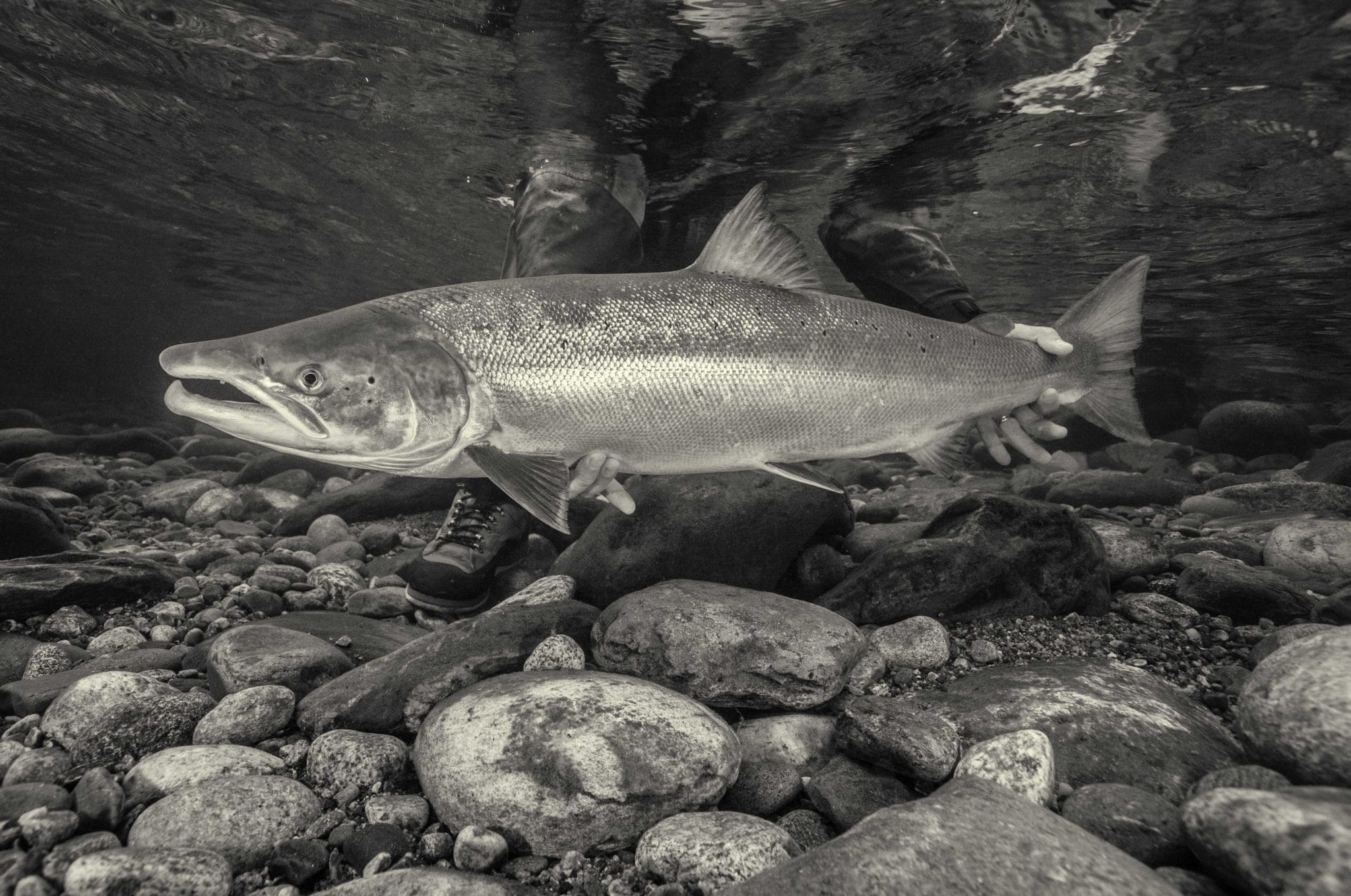 Gaula River, Winsnes Lodge, Norway, Atlantic salmon