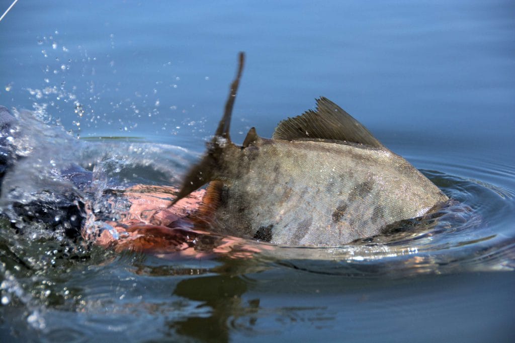 kendjam, iriri, fishing brazil, fishing amazon, pacu, payara, wolf fish, peacock bass, untamed angling, aardvark mcleod, jungle fishing, fly fishing for pacu, fly fishing for peacock bass, kayapo, kayapo courage