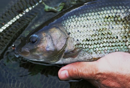 River Anton Grayling