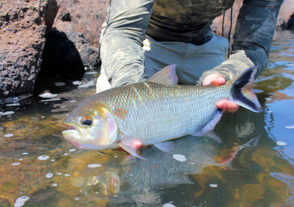kendjam, iriri, fishing brazil, fishing amazon, pacu, payara, wolf fish, peacock bass, untamed angling, aardvark mcleod, jungle fishing, fly fishing for pacu, fly fishing for peacock bass, kayapo, kayapo courage