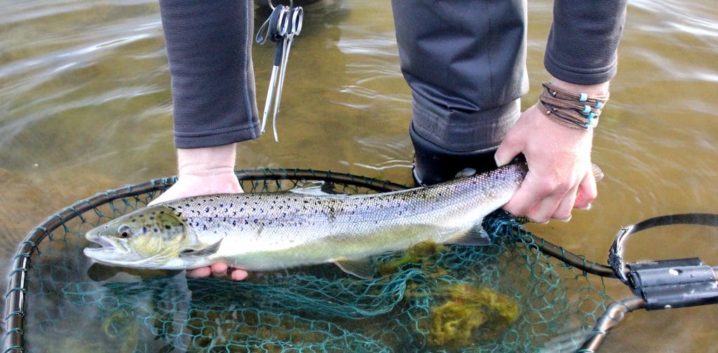 Laxa I Kjos, salmon fishing, Iceland, Iceland Guide