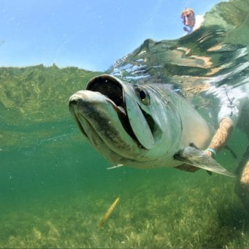 Cayo Santa Maria, Cuba fly fishing, tarpon