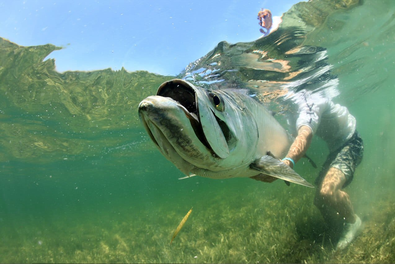 Cayo Santa Maria, Cuba fly fishing, tarpon